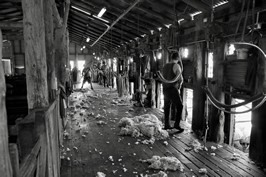 Steam Plains Shearing 022572 © Claire Parks Photography 